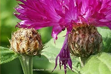 Centaurea dealbata 'Steenbergii'