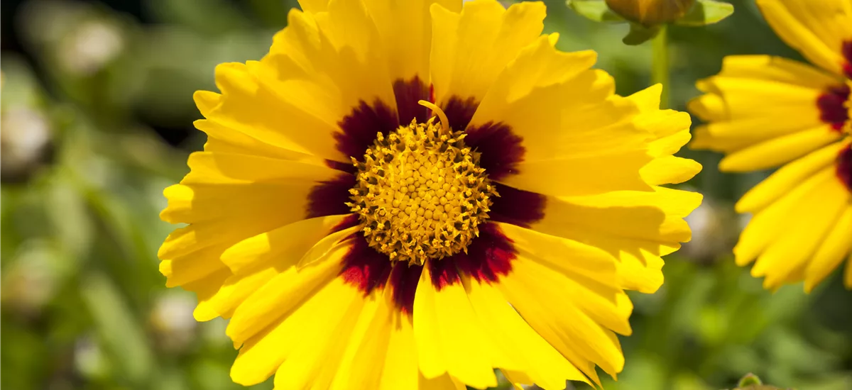 Coreopsis grandiflora 'Sonnenkind'