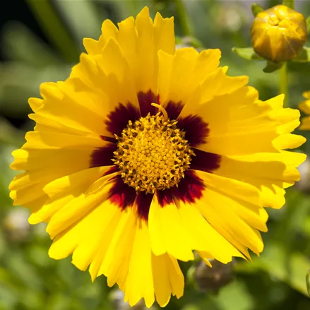 Coreopsis grandiflora 'Sonnenkind'