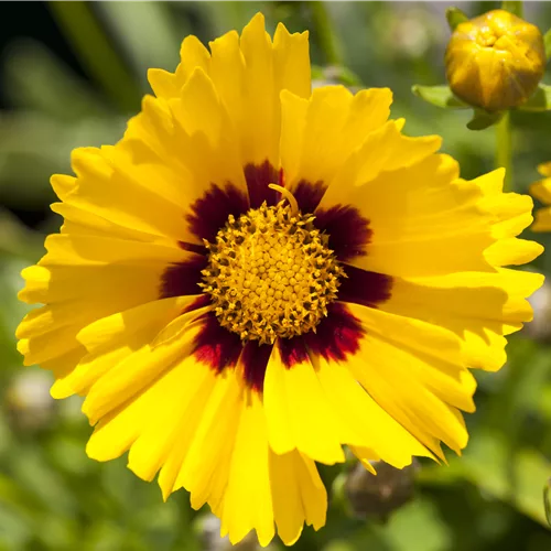 Coreopsis grandiflora 'Sonnenkind'