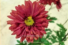 Chrysanthemum hortorum 'Bronzekrone'