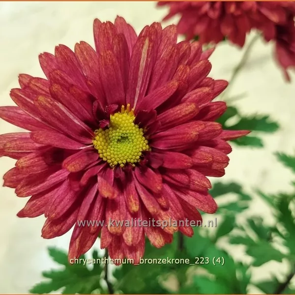 Chrysanthemum hortorum 'Bronzekrone'