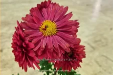 Chrysanthemum hortorum 'Bronzekrone'