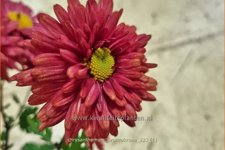 Chrysanthemum hortorum 'Bronzekrone'