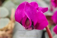 Cyclamen coum 'Rubrum'