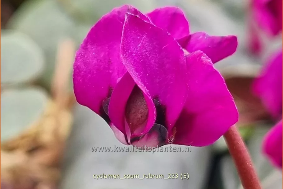 Cyclamen coum 'Rubrum'