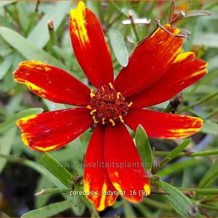 Coreopsis grandiflora 'Ladybird'