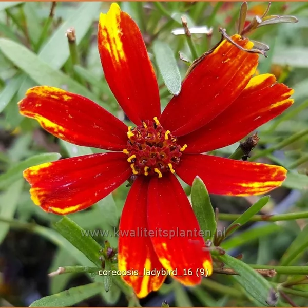 Coreopsis grandiflora 'Ladybird'