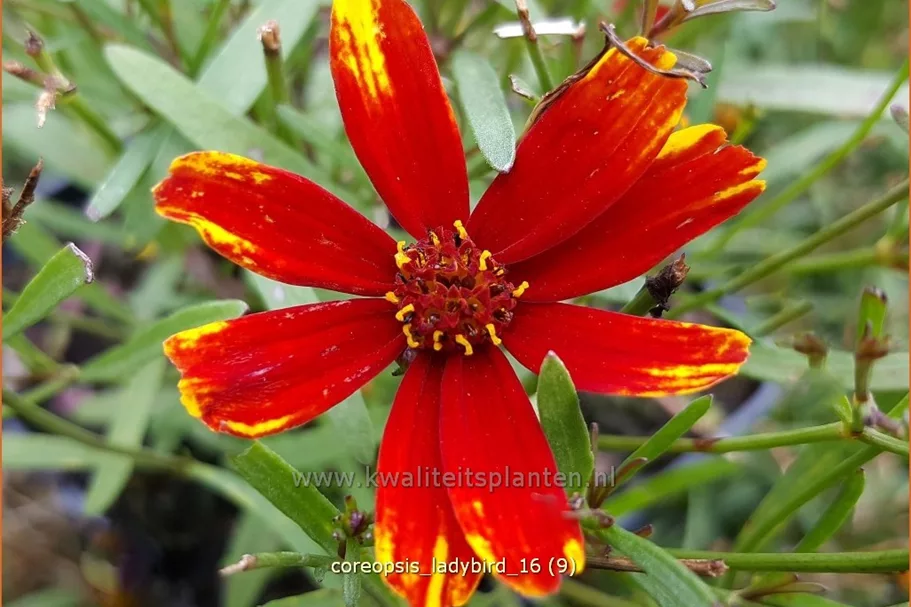 Coreopsis grandiflora 'Ladybird'