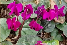 Cyclamen coum 'Rubrum'
