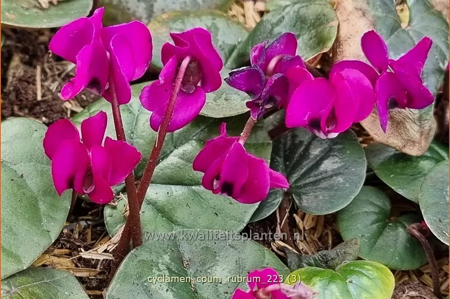 Cyclamen coum 'Rubrum'