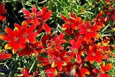 Coreopsis grandiflora 'Ladybird'
