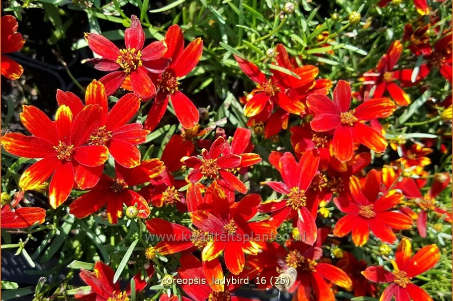 Coreopsis grandiflora 'Ladybird'
