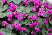 Cyclamen coum 'Rubrum'