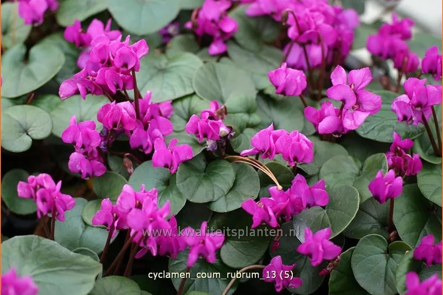 Cyclamen coum 'Rubrum'
