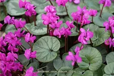 Cyclamen coum 'Rubrum'