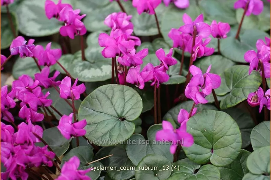 Cyclamen coum 'Rubrum'
