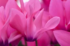 Cyclamen coum 'Rubrum'
