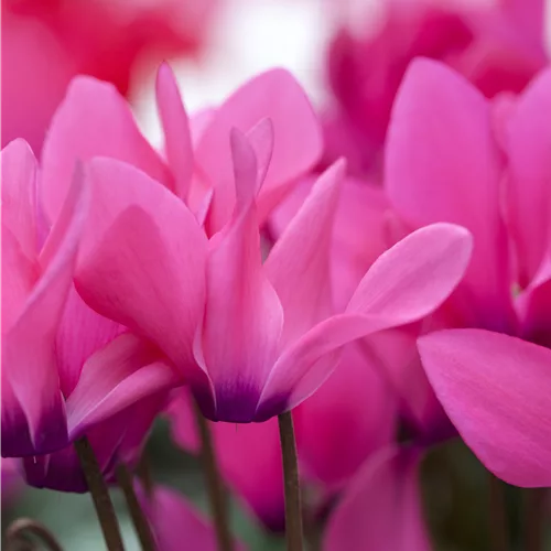 Cyclamen coum 'Rubrum'