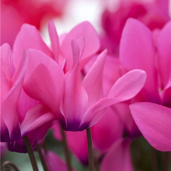 Cyclamen coum 'Rubrum'