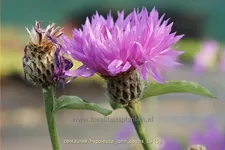 Centaurea hypoleuca 'John Coutts'