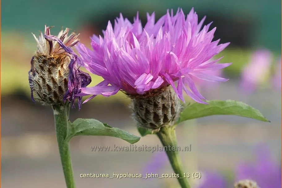 Centaurea hypoleuca 'John Coutts'
