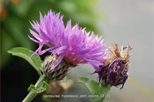 Centaurea hypoleuca 'John Coutts'
