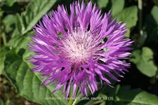 Centaurea hypoleuca 'John Coutts'