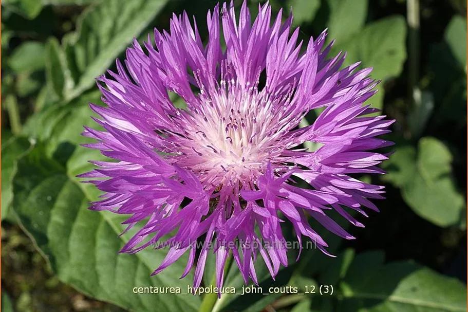 Centaurea hypoleuca 'John Coutts'