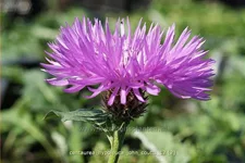 Centaurea hypoleuca 'John Coutts'