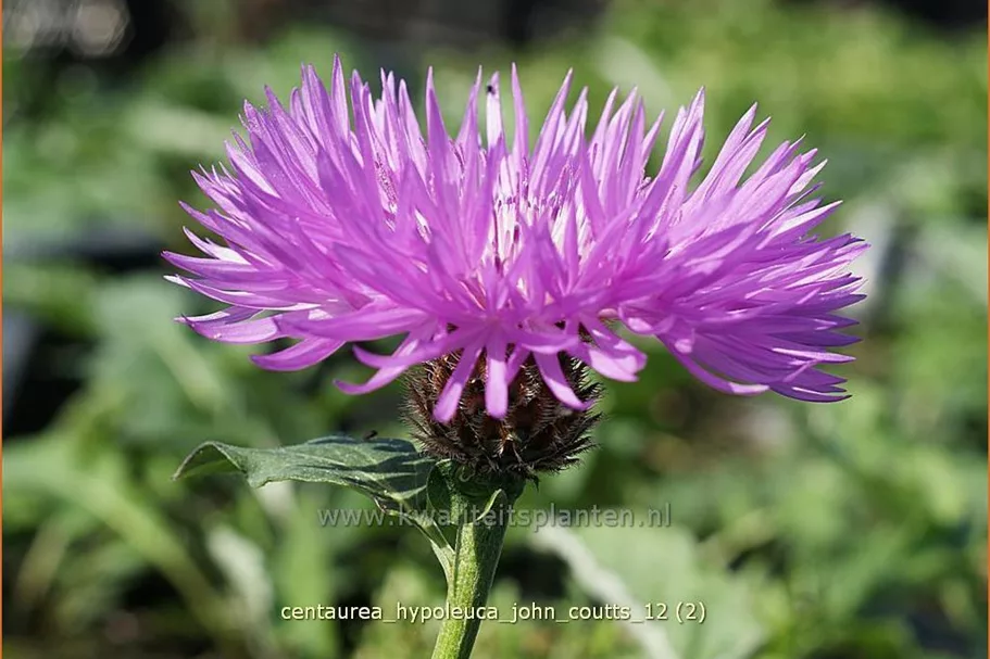 Centaurea hypoleuca 'John Coutts'