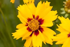 Coreopsis lanceolata 'Sterntaler'