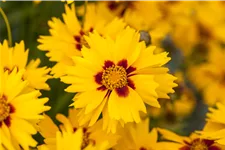 Coreopsis lanceolata 'Sterntaler'