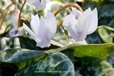 Cyclamen hederifolium 'Album'
