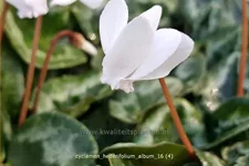 Cyclamen hederifolium 'Album'