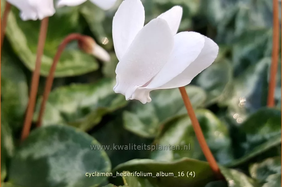 Cyclamen hederifolium 'Album'