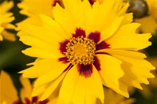 Coreopsis lanceolata 'Sterntaler'