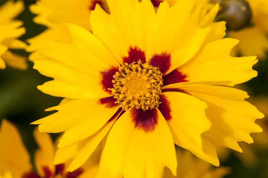 Coreopsis lanceolata 'Sterntaler'