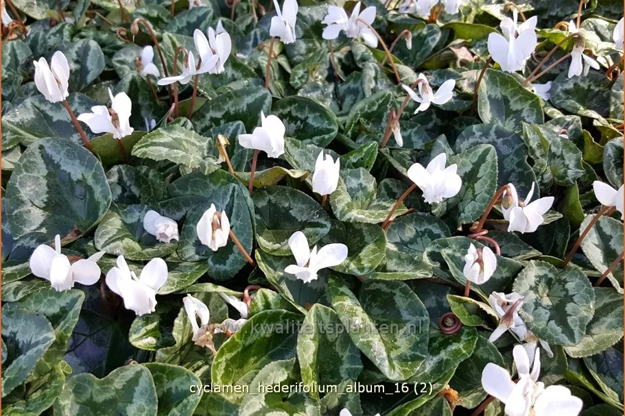 Cyclamen hederifolium 'Album'