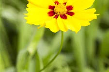 Coreopsis lanceolata 'Sterntaler'