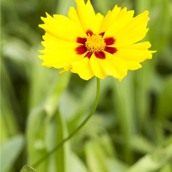 Coreopsis lanceolata 'Sterntaler'