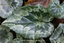 Cyclamen hederifolium 'Album'