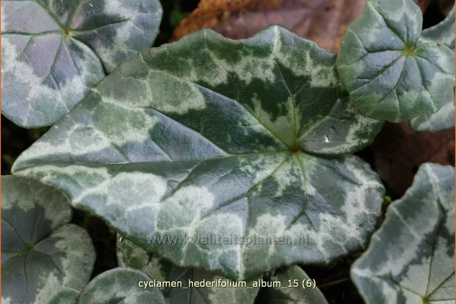 Cyclamen hederifolium 'Album'