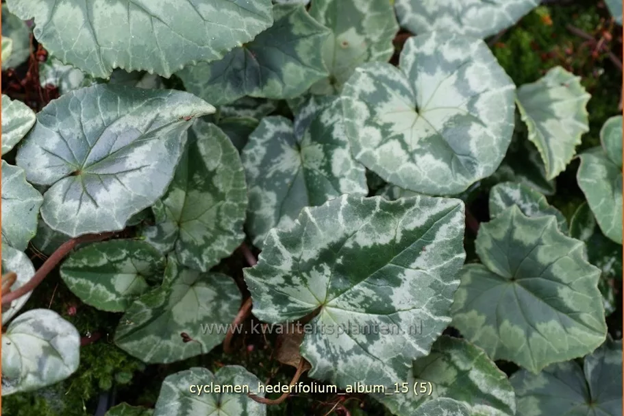 Cyclamen hederifolium 'Album'