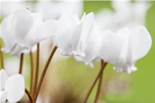 Cyclamen hederifolium 'Album'