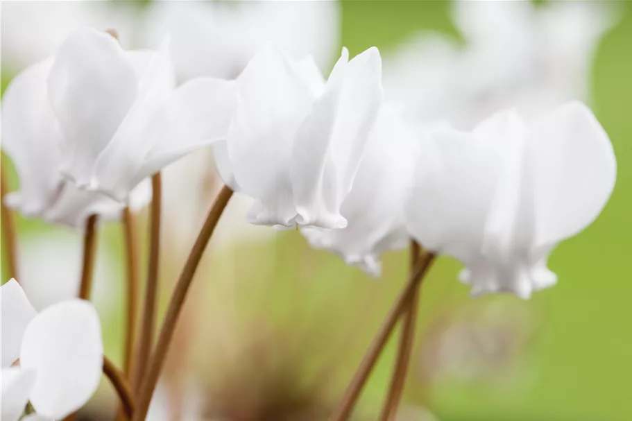 Cyclamen hederifolium 'Album'