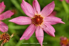 Coreopsis rosea 'Limerock Passion'®