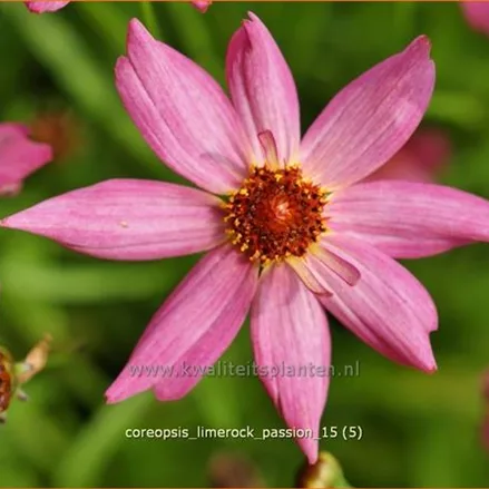 Coreopsis rosea 'Limerock Passion'®