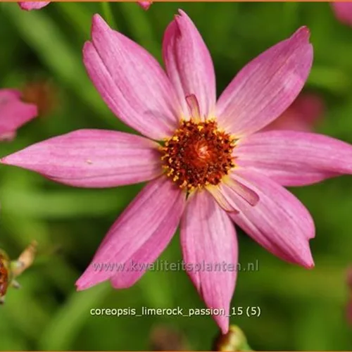Coreopsis rosea 'Limerock Passion'®