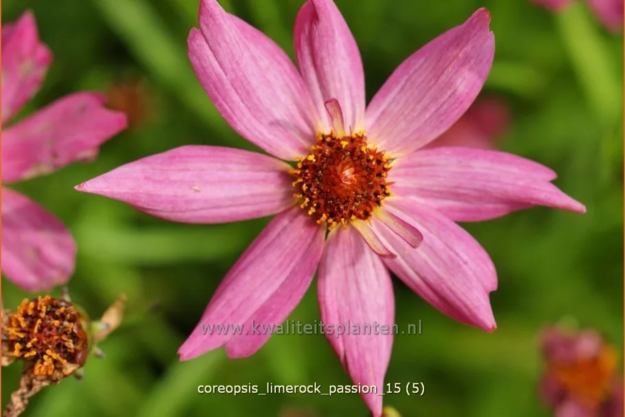 Coreopsis rosea 'Limerock Passion'®
